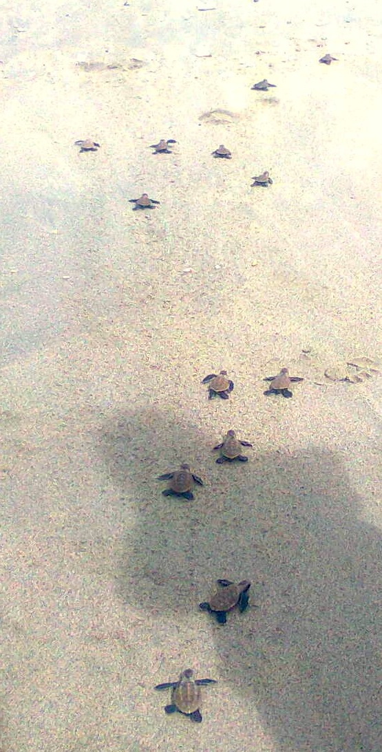 baby_turtles_journey_home