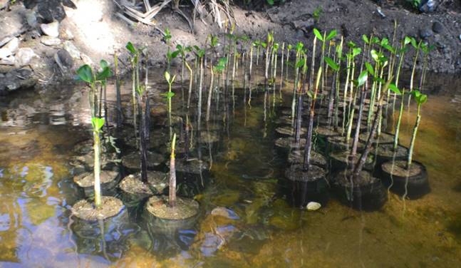 Mangrove