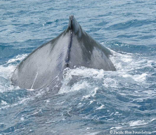 The-Humpback-Whale1