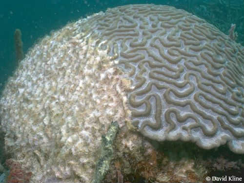 brain-coral-showing-partial-mortality