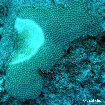 coral-disease