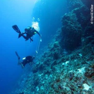 deep sea corals-300×300