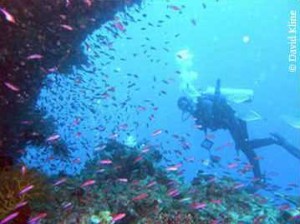 didi_diving-300×224