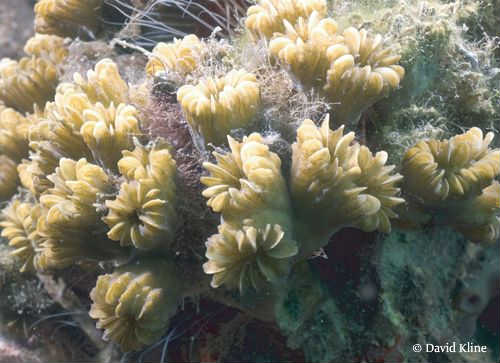 flower-coral