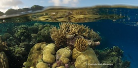 Sacred Reef and Totoya Island