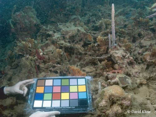 time-series-photos-of-coral