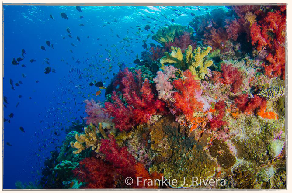Beqa Lagoon 2