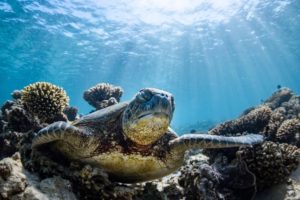 turtle